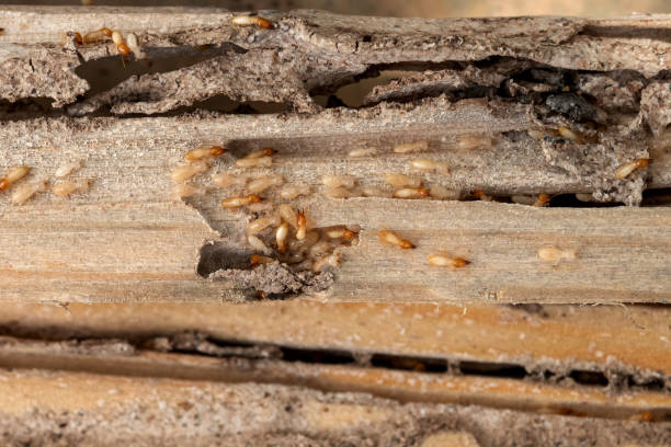Best Wildlife Control Services  in St Francisville, LA