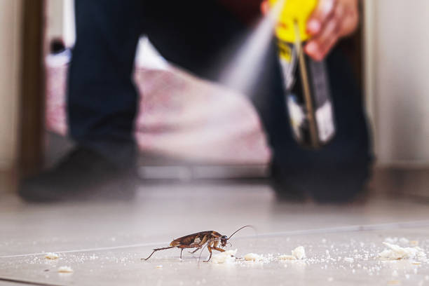 Best Wasp Removal Services  in St Francisville, LA